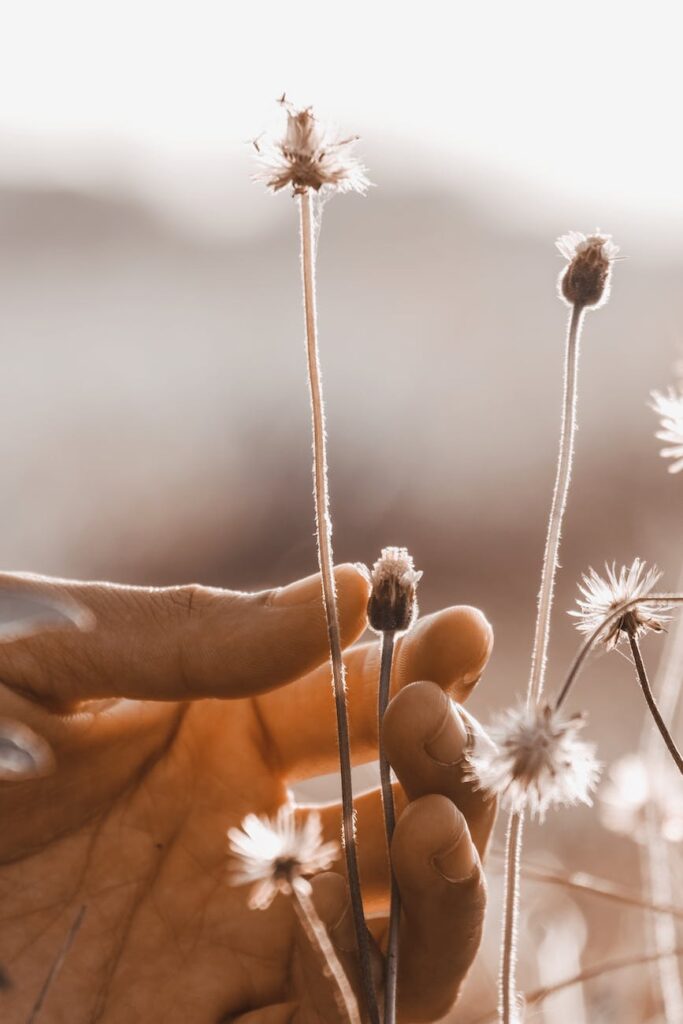 white dandelion flower in persons hand