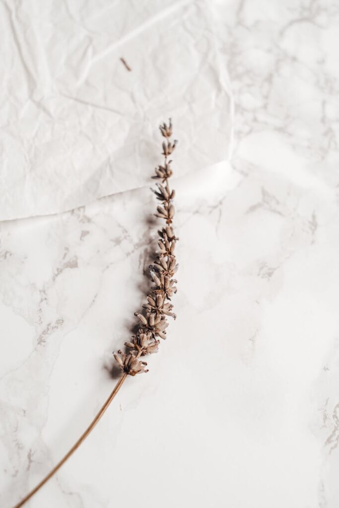 dried lavender plant on a white surface